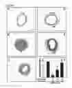 Fig. 07 - Circular dumbbell decoy oligodeoxynucleotides (CDODN) containing DNA bindings sites of transcription