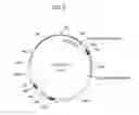 Fig. 07 - PUFA Polyketide Synthase Systems and Uses Thereof