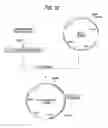 Fig. 33 - Antibody composition-producing cell