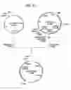 Fig. 35 - Antibody composition-producing cell