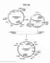 Fig. 40 - Antibody composition-producing cell