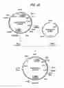 Fig. 41 - Antibody composition-producing cell