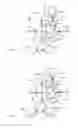 Fig. 14 - Dual gear train driving structure at input side of basin-type gear