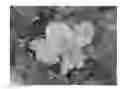 Fig. 01 - Azalea plant named 'ROBLES'