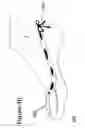 Fig. 08 - Apparel for a foot with multiofitting and multi-purpose capabilities