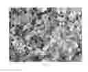 Fig. 02 - Titania composite and preparing method thereof