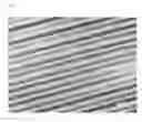 Fig. 02 - Polymerized films with line texture or fingerprint texture