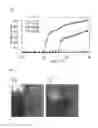 Fig. 02 - Hydrogel Type Cell Delivery Vehicle for Wound Healing, and Preparation Method Thereof