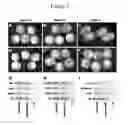 Fig. 07 - SECRETED MODULAR CALCIUM BINDING PROTEIN FOR INTRACELLULAR MODULATION OF BONE MORPHOGENETIC PROTEIN SIGNALING