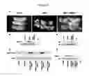 Fig. 09 - SECRETED MODULAR CALCIUM BINDING PROTEIN FOR INTRACELLULAR MODULATION OF BONE MORPHOGENETIC PROTEIN SIGNALING
