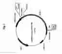 Fig. 02 - Plasmids coding for p185protein sequence variants and therapeutic uses thereof