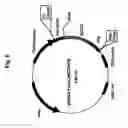 Fig. 07 - Plasmids coding for p185protein sequence variants and therapeutic uses thereof
