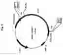 Fig. 09 - Plasmids coding for p185protein sequence variants and therapeutic uses thereof