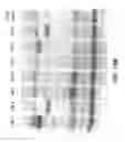 Fig. 12 - Multivalent vaccines comprising recombinant viral vectors