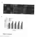 Fig. 09 - Hydrogels with network defects enhanced by nanoparticle incorporation