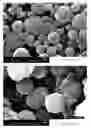 Fig. 04 - Ceramic encapsulation by use of one or more specialized silanes to template oil in an oil in water emulsion