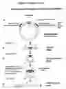 Fig. 02 - Unrestricted mutagenesis and cloning methods