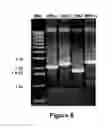 Fig. 08 - Unrestricted mutagenesis and cloning methods