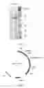 Fig. 07 - Proteins
