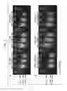 Fig. 02 - Generation of random double-strand breaks in DNA using enzymes