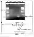 Fig. 02 - HOMING ENDONUCLEASES