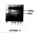 Fig. 07 - Catecholamine regulated protein