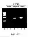 Fig. 06 - Treating Insulin Secreting Cells