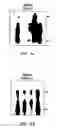 Fig. 07 - Treating Insulin Secreting Cells