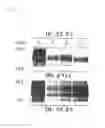 Fig. 02 - Method for screening candidate compounds for antitumor drug
