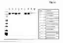 Fig. 02 - Immunoglobulin purification