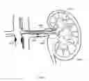 Fig. 07 - External autonomic modulation