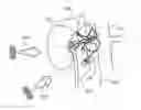 Fig. 01 - Energetic modulation of nerves