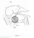 Fig. 25 - Energetic modulation of nerves