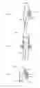 Fig. 32 - Energetic modulation of nerves