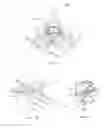 Fig. 38 - Energetic modulation of nerves