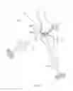 Fig. 55 - Energetic modulation of nerves