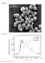 Fig. 08 - Calciumphosphate-based nanoparticles as carrier-systems for photodynamic therapy