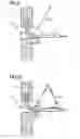 Fig. 08 - Stimulation of penis erection