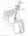 Fig. 16 - Stimulation of penis erection