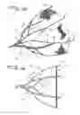 Fig. 09 - Fallopian Tube Occlusion Device
