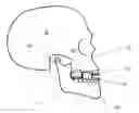 Fig. 01 - Device for the alleviation of snoring and sleep apnoea