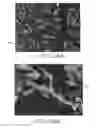 Fig. 07 - Method for drying cellulose nanofibrils