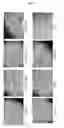 Fig. 08 - Mesenchymal stem cells and bone-forming cells