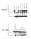 Fig. 16 - Anti-hepsin antibodies and methods using same