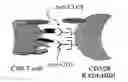 Fig. 01 - Artificial antigen presenting cells and uses therefor