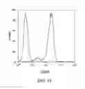 Fig. 16 - Artificial antigen presenting cells and uses therefor