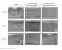 Fig. 01 - Compositions suitable for treating cutaneous signs of aging