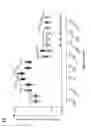 Fig. 09 - CIS-ACTING DIVERSIFICATION ACTIVATOR AND METHOD FOR SELECTIVE DIVERSIFICATION OF NUCLEIC ACIDS