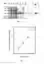 Fig. 05 - Microbacterial peptide deformylase