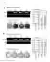 Fig. 08 - SCREENING AND THERAPEUTIC METHOD FOR NSCLC TARGETING CDCA1-KNTC2 COMPLEX